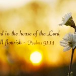 Eleventh Sunday in Ordinary Time  no 1 496x331