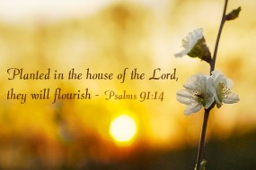 Eleventh Sunday in Ordinary Time  no 1 496x331