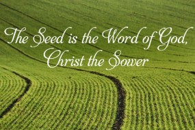 Eleventh Sunday in Ordinary Time  no 2  496x331