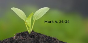 seedling-image